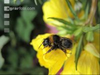 Dunkle Erdhummel 1