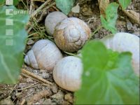 Weinbergschnecke 7