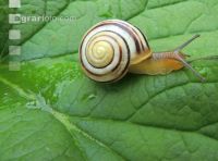 Garten-Bänderschnecke 3