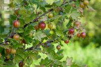 Stachelbeeren 13