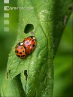 Asian ladybird 10