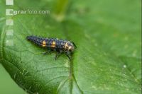 Ladybird larva 7