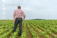Sugar beet leaves 15