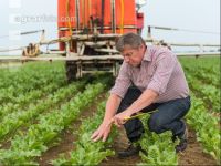 Sugar beet boron spraying 2