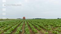 Sugar beet boron spraying 3