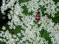Checkered beetle 1