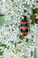 Checkered beetle 2