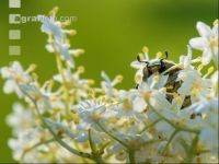 Rose chafer 6