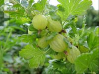 Stachelbeeren 14