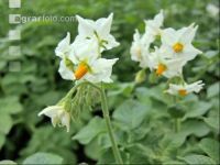 Potato blossom 39