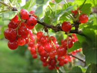 Johannisbeere rot 1