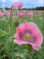Graumohn Blüte 11