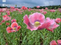 Graumohn Blüte 10