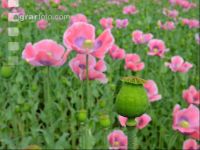Graumohn Blüte 9
