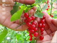 Johannisbeere Ernte 9