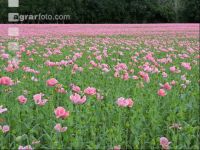 Graumohn Blüte 8