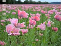 Graumohn Blüte 7