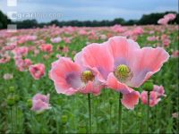 Graumohn Blüte 1