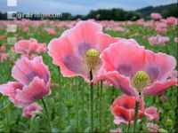 Graumohn Blüte 6