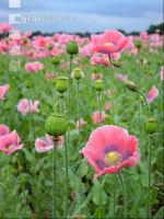Graumohn Blüte 5
