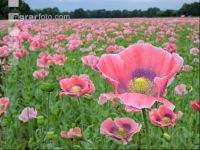 Graumohn Blüte 4