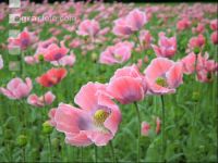 Graumohn Blüte 3