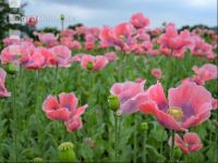 Graumohn Blüte 2