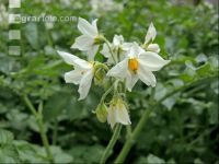 Kartoffel Blüte 40