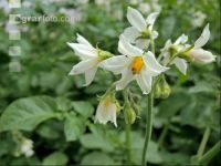 Kartoffel Blüte 41