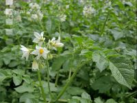 Kartoffel Blüte 42