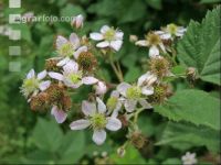 Brombeere Blüte 10