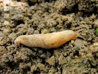 Genetzte Ackerschnecke 2