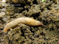 Genetzte Ackerschnecke 1