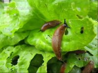 Slugs
