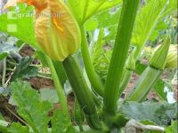 Zucchini 10