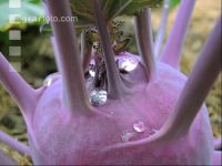 Kohlrabi blau 2