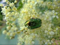 Rose chafer 2