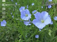 Flax