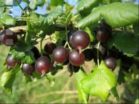 Jostabeeren 8