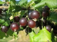 Jostabeeren 7