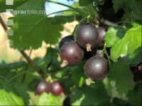 Jostabeeren 6