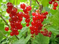 Johannisbeere rot 12