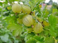 Stachelbeeren 12