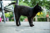 Katze 1