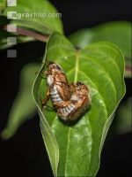 June bug