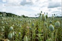 Graumohn 2
