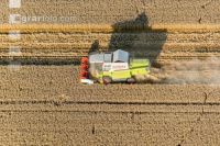 Wheat harvest 207