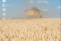 Rye harvest 3