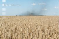 Rye harvest 4