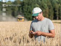Rye harvest 6